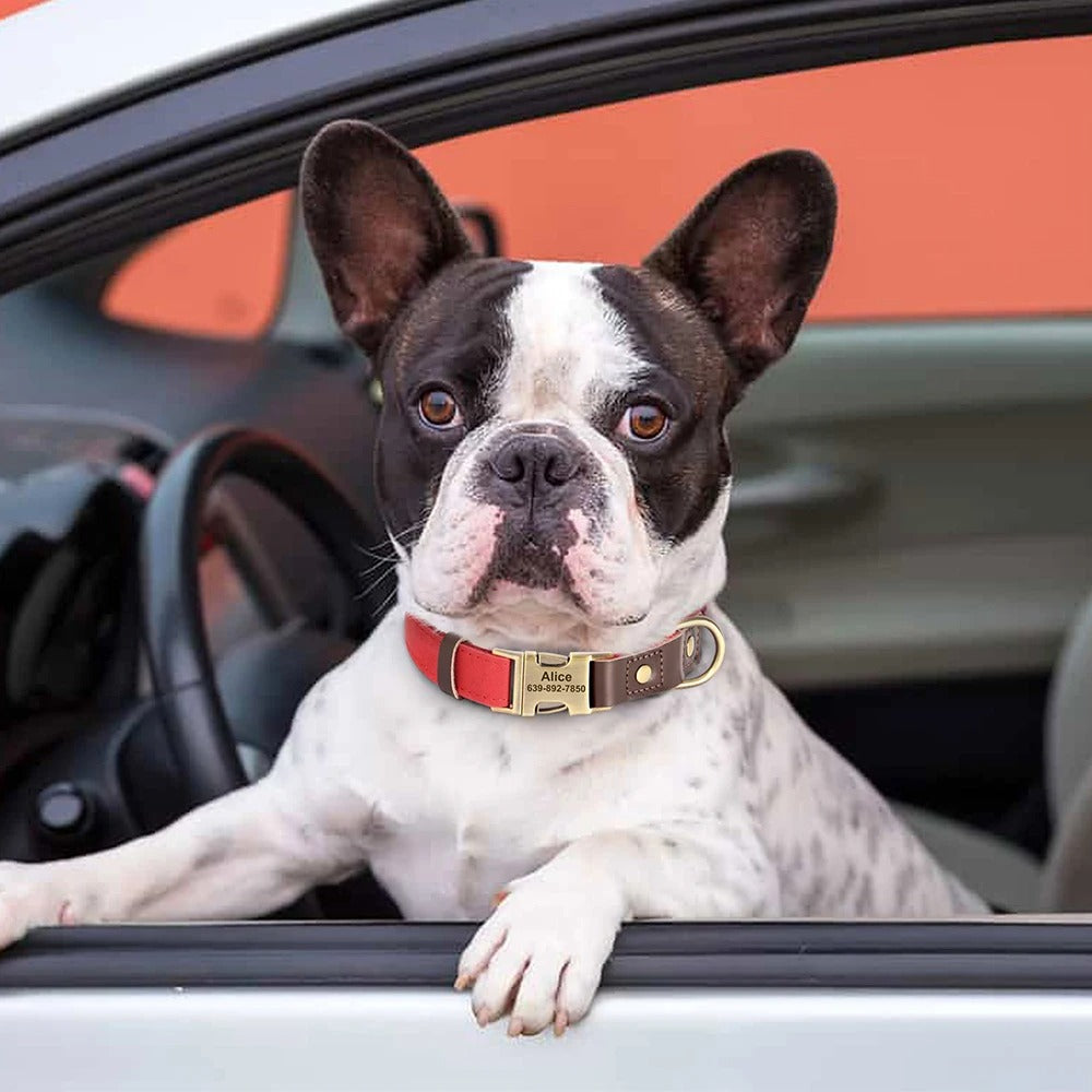 Köpek Tasması  İsimli Boyun Tasma 049141