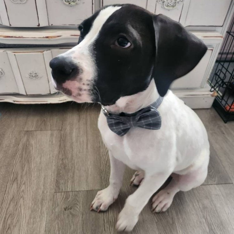 Köpek Boyun Tasması İsimli Pamuklu Ekose Gri 636176