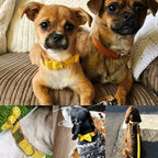 Köpek Boyun Tasması İsimli Sarı Kadife 141086