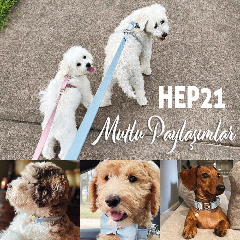 Köpek Boyun Tasması İsimli Buz Mavi Kadife 886441