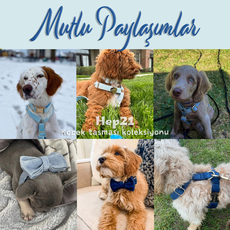 Köpek Boyun Tasması İsimli Buz Mavi Kadife 886441