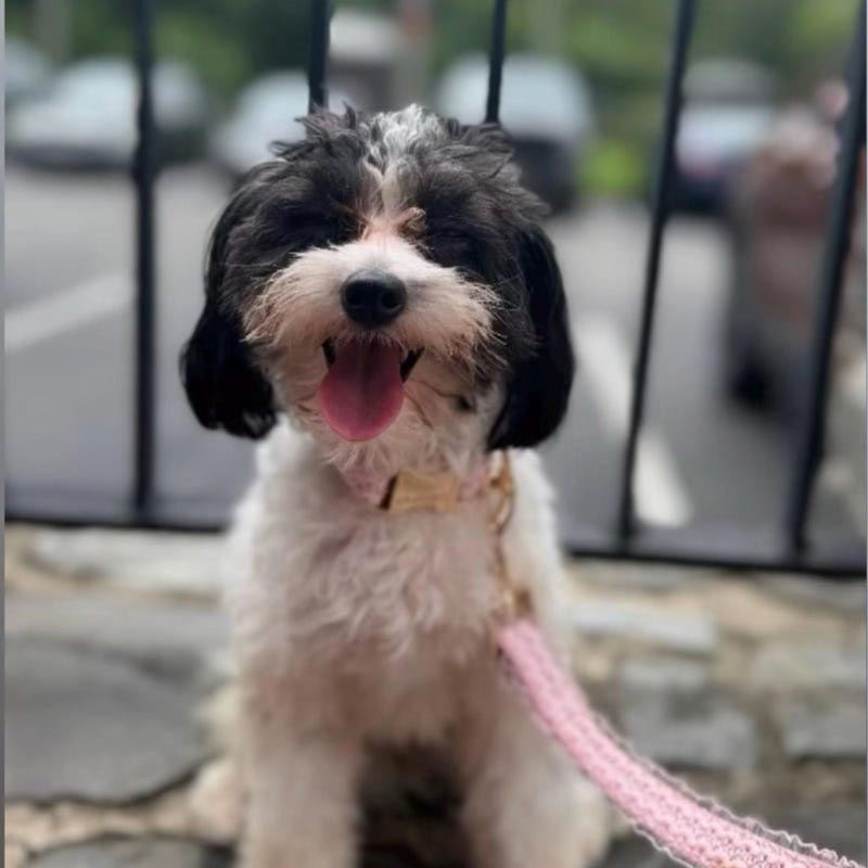 Köpek Boyun Tasması İsimli Dantel 412402