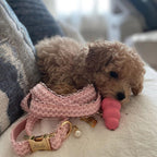 Köpek Boyun Tasması İsimli Dantel 412402