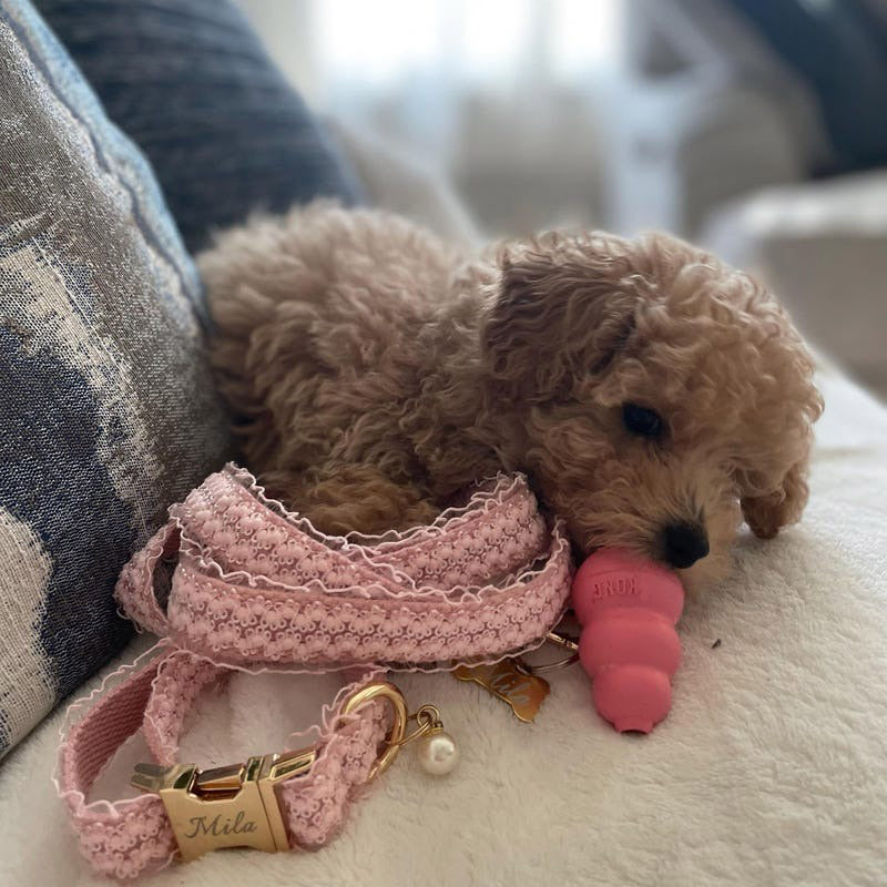 Köpek Boyun Tasması İsimli Dantel 412402