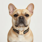 Köpek Boyun Tasması İsimli Çiçek Desenli 96835