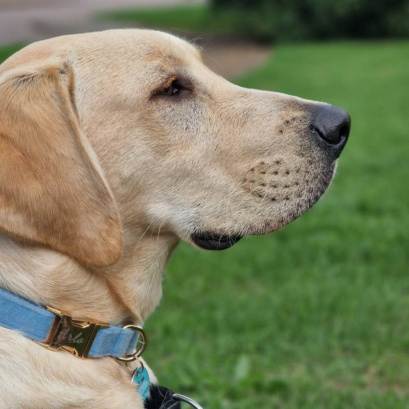 Köpek Boyun Tasması İsimli Gök Mavi Kadife 595658