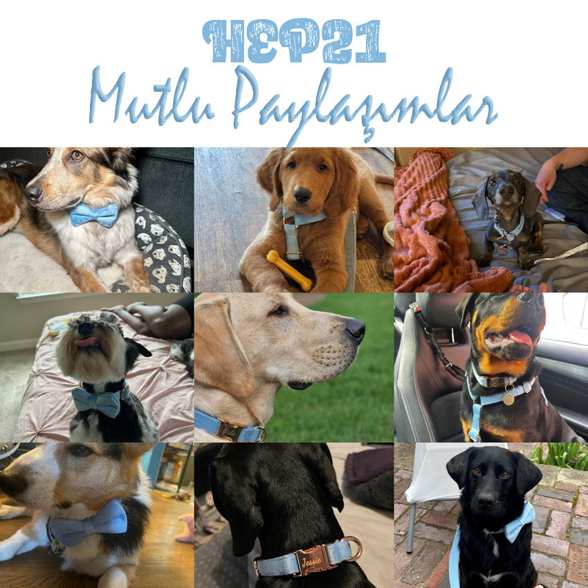 Köpek Boyun Tasması İsimli Gök Mavi Kadife 595658