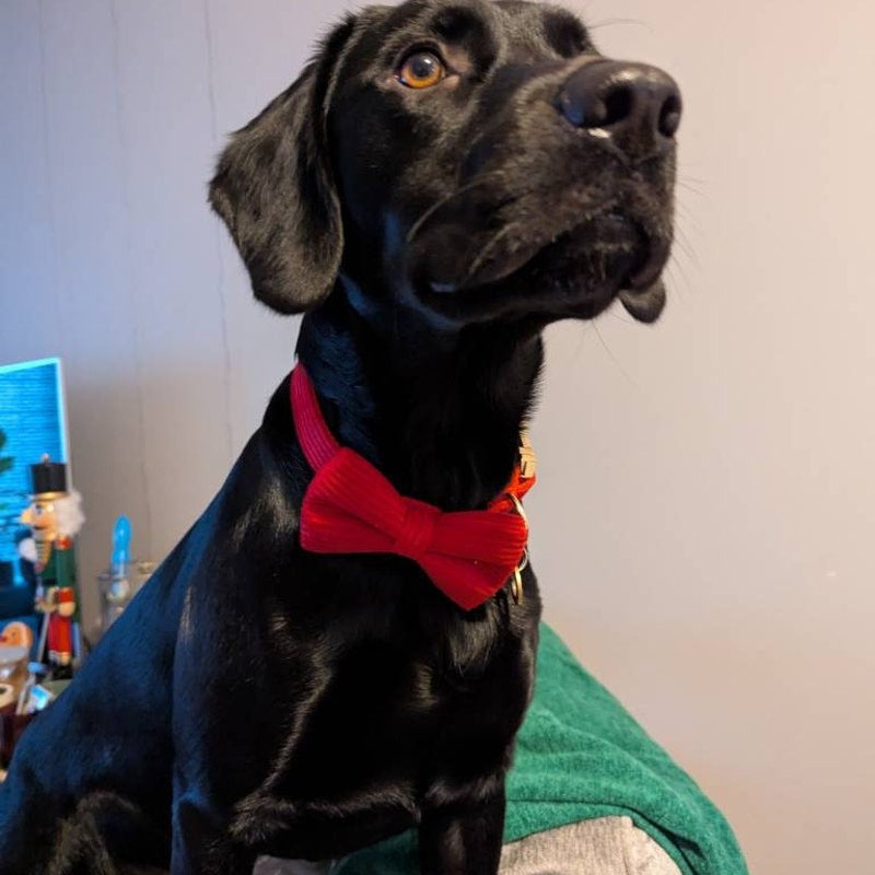 Köpek Boyun Tasması İsimli Kırmızı Kadife 54968