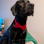 Köpek Boyun Tasması İsimli Kırmızı Kadife 54968