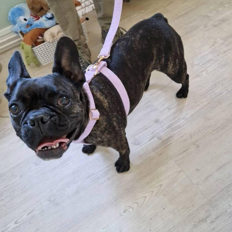 Köpek Boyun Tasması İsimli Açık  Mor 503813