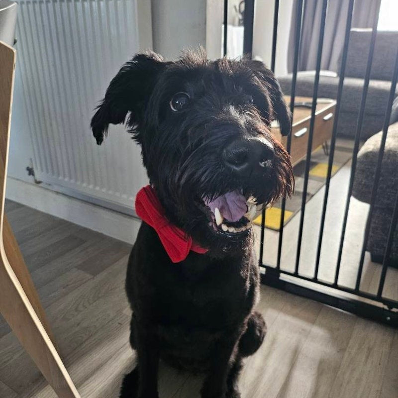Köpek Boyun Tasması İsimli Kırmızı Kadife 54968