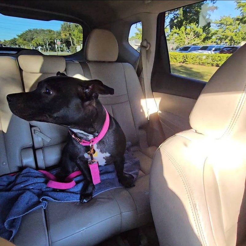 Köpek Boyun Tasması İsimli Hot Pembe Kadife 141143