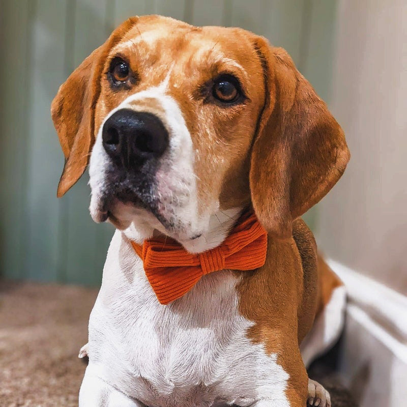 Köpek Boyun Tasması İsimli Turuncu Kadife 541506