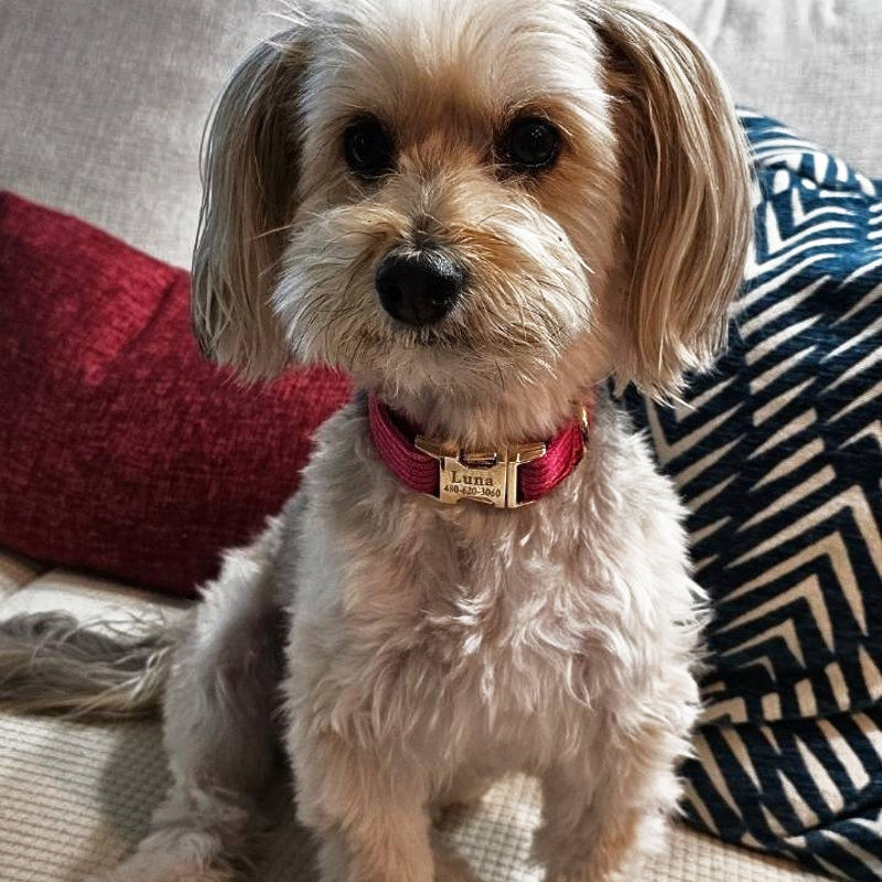 Köpek Boyun Tasması İsimli Hot Pembe Kadife 141143
