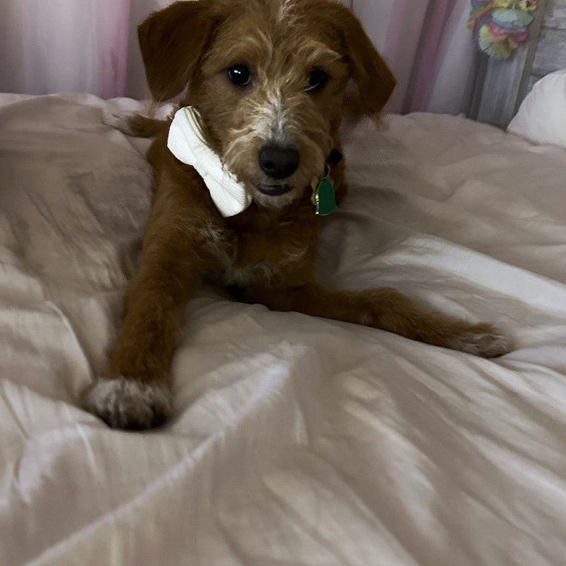 Köpek Boyun Tasması İsimli Krem Kadife 776032