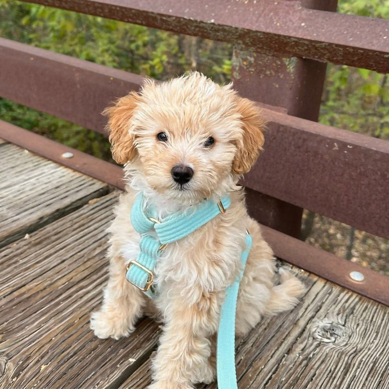 Köpek Boyun Tasması İsimli Göl Yeşili Kadife 681532