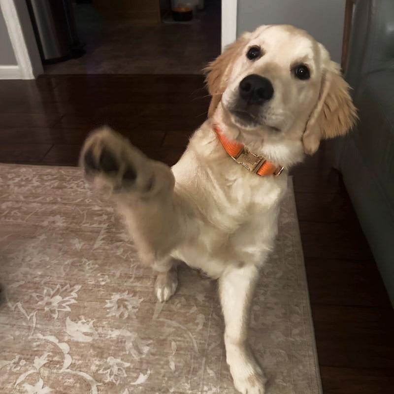 Köpek Boyun Tasması İsimli Turuncu Kadife 541506
