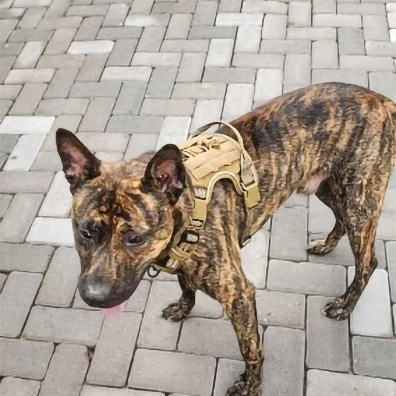 Köpek Göğüs Tasması Yansıtıcı 29189