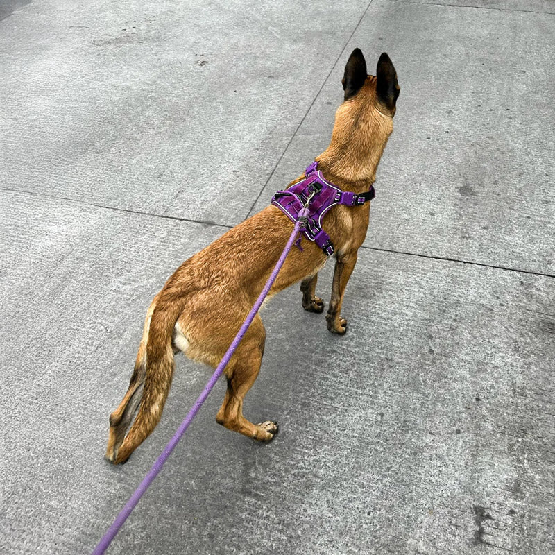 Köpek Göğüs Tasması Yansıtıcı 29189