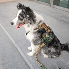 Köpek Göğüs Tasması Yansıtıcı 29189