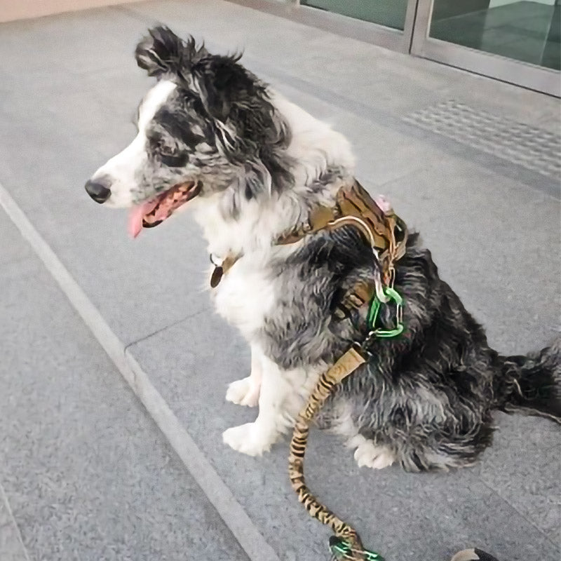 Köpek Göğüs Tasması Yansıtıcı 29189
