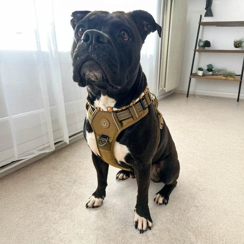 Köpek Göğüs Tasması Yansıtıcı 29189