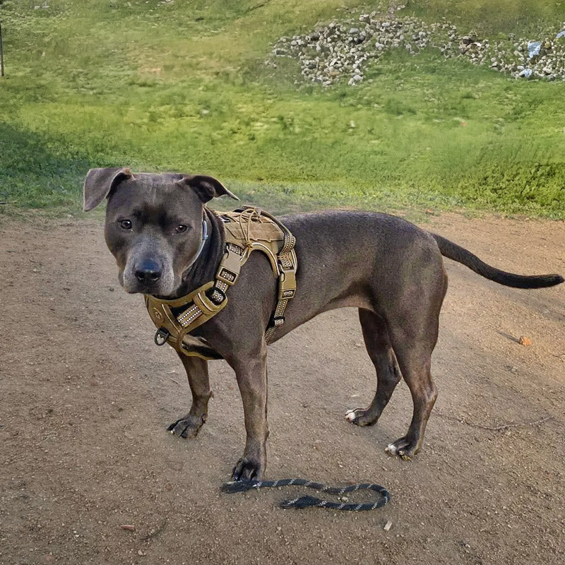 Köpek Göğüs Tasması Yansıtıcı 29189