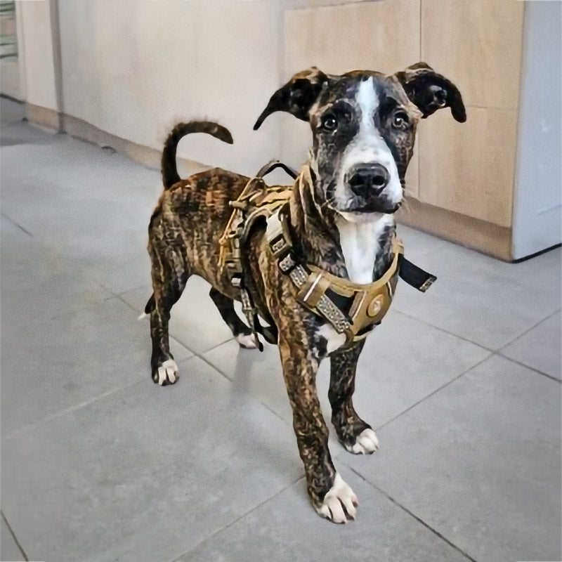 Köpek Göğüs Tasması Yansıtıcı 29189