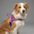 Köpek Göğüs Tasması Yastıklı Reflective 869512