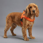 Köpek Göğüs Tasması Yastıklı Reflective 869512