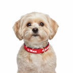 Köpek Tasması İsimli Yastıklı 44500