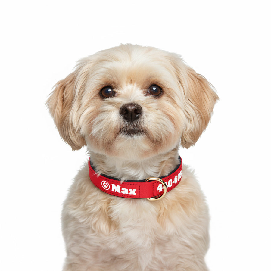 Köpek Tasması İsimli Yastıklı 44500