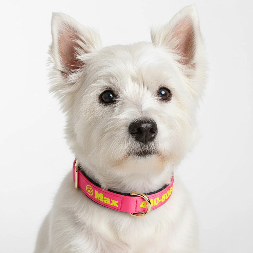 Köpek Tasması İsimli Yastıklı 44500