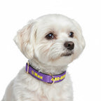 Köpek Tasması İsimli Yastıklı 44500