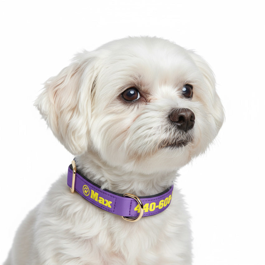 Köpek Tasması İsimli Yastıklı 44500