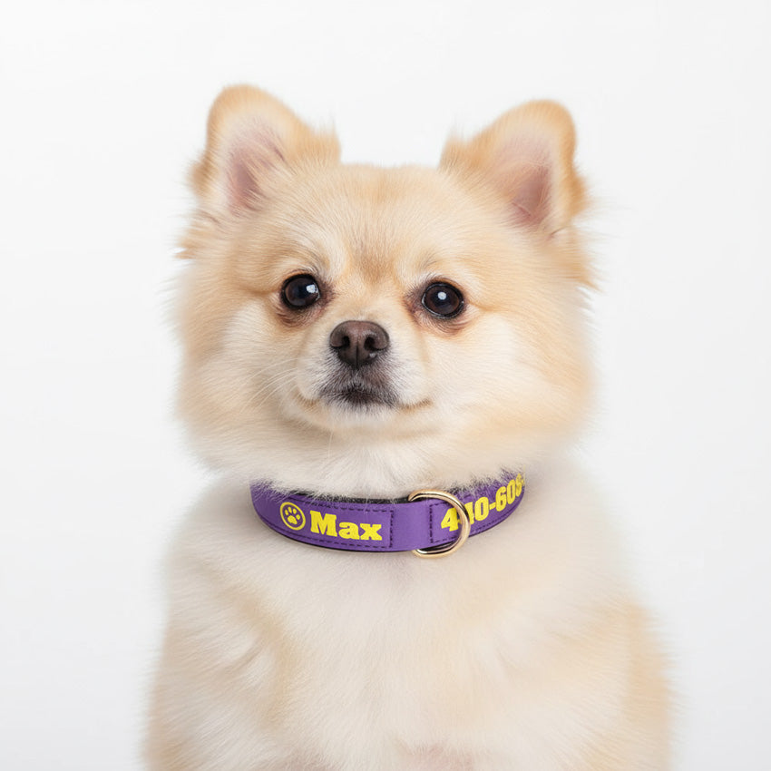 Köpek Tasması İsimli Yastıklı 44500