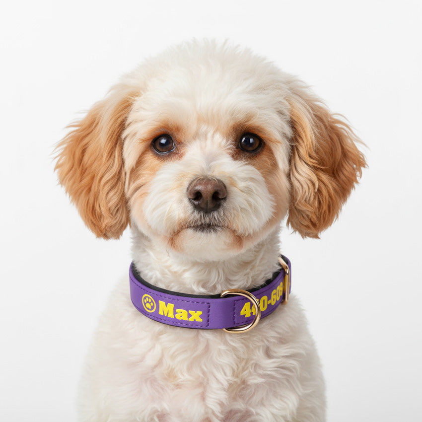 Köpek Tasması İsimli Yastıklı 44500