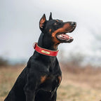Köpek Tasması isimli Deri Tasma 72604