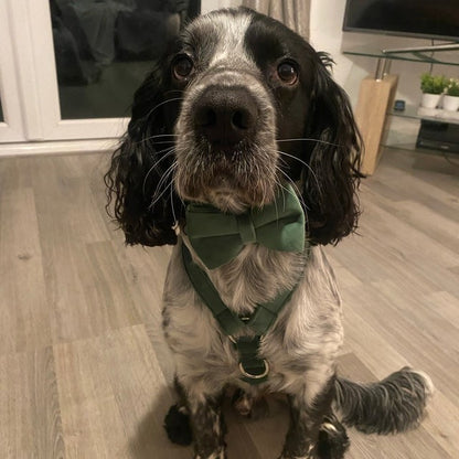 Köpek Boyun Tasması İsimli Kadife 68702