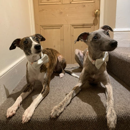 Köpek Boyun Tasması İsimli Kadife 68702