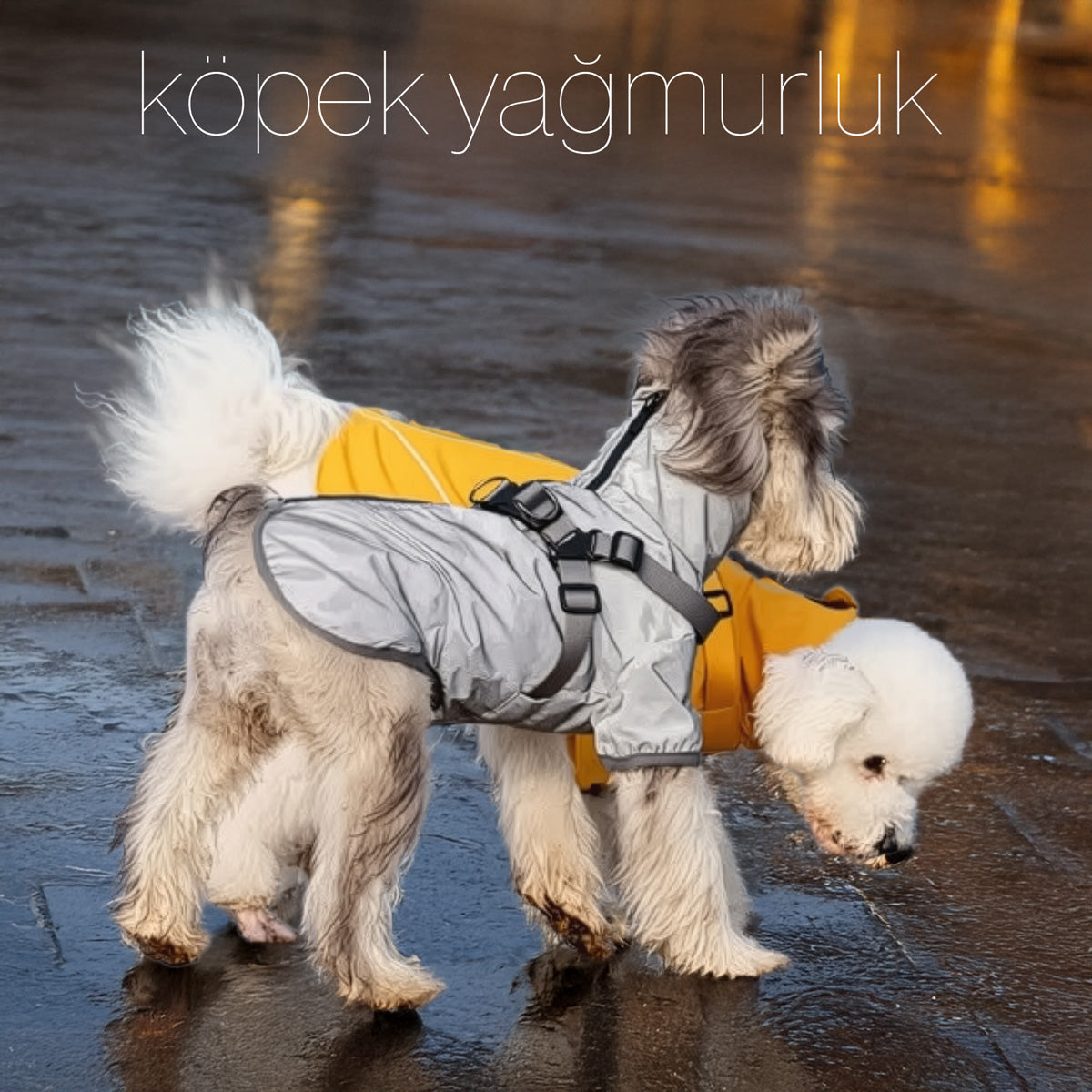 Köpek yağmurluk tasma 70488