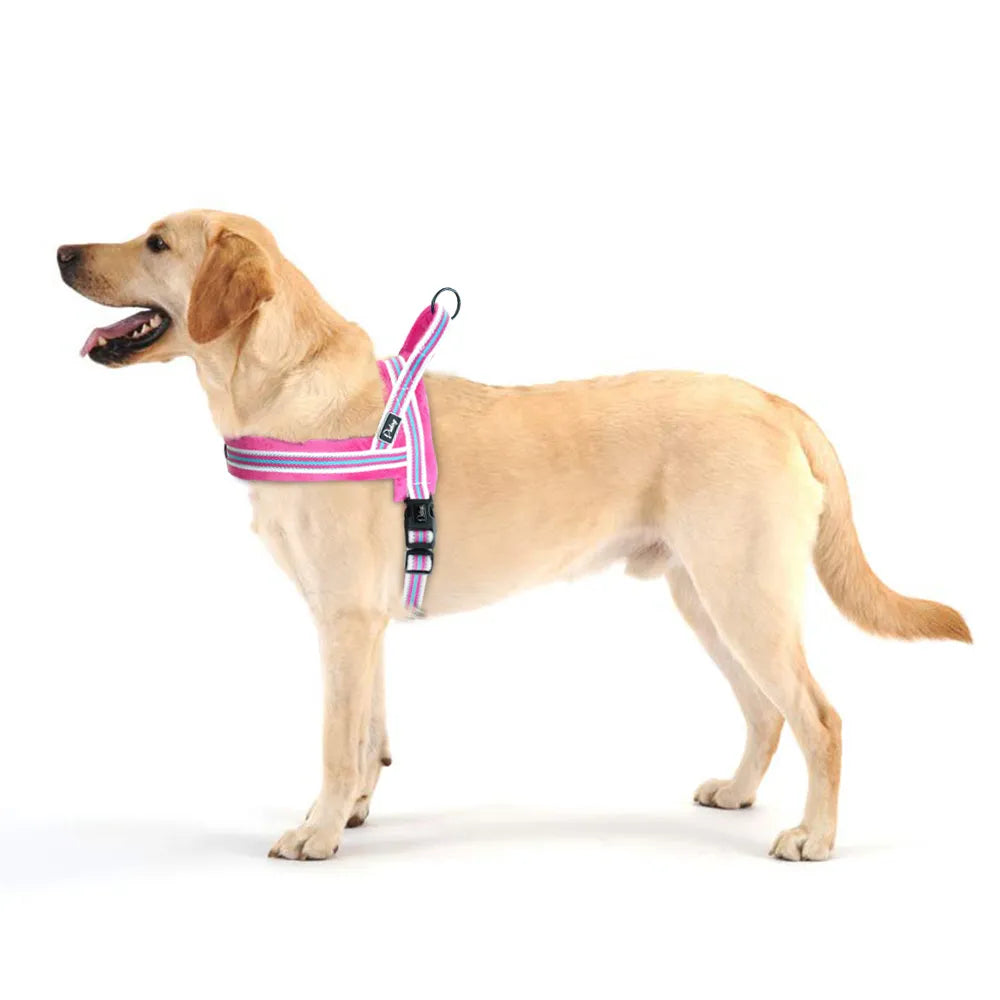 Köpek Göğüs Tasması Yastıklı Reflective 869512