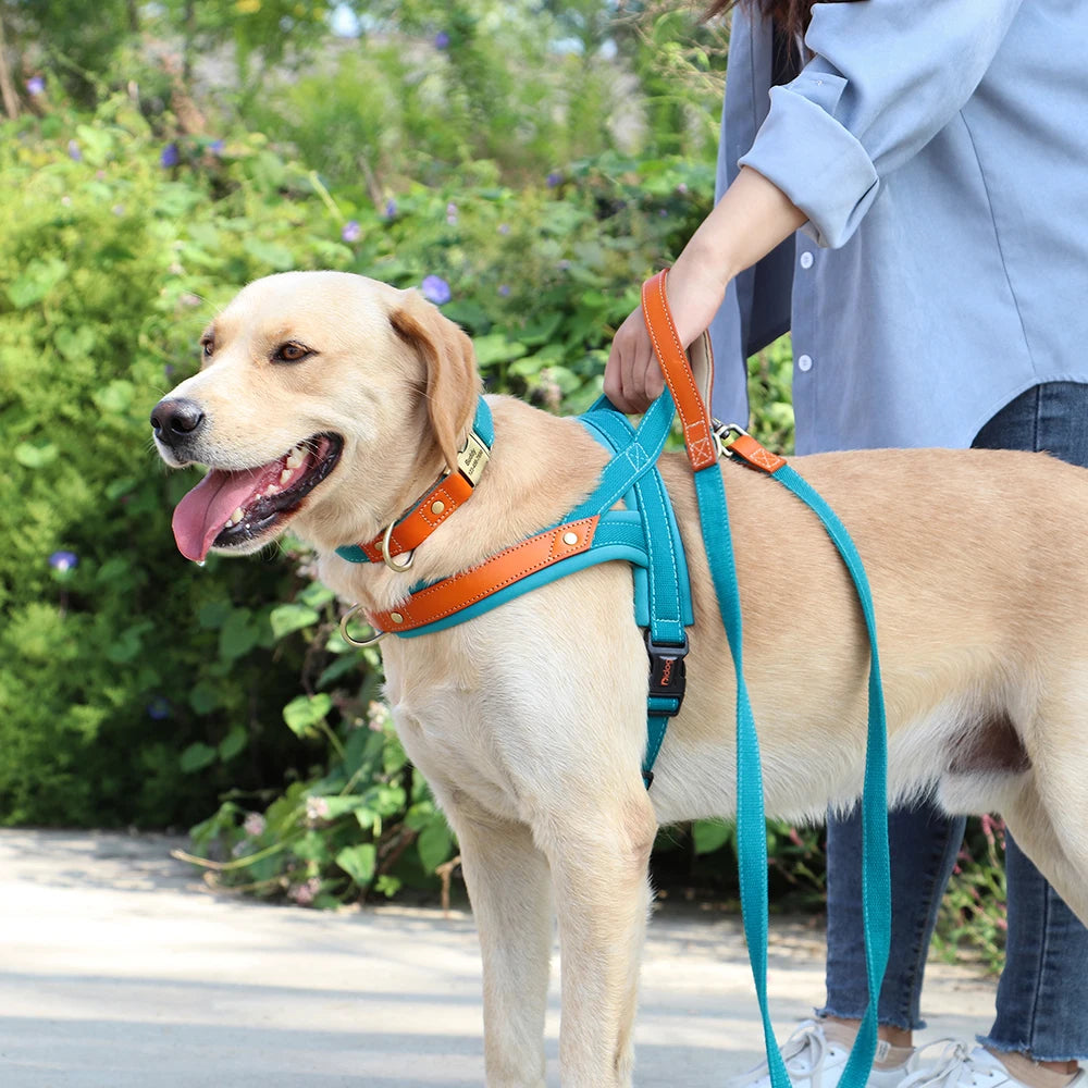 Köpek Tasması Göğüs Tasması ve Kayış seti 70779