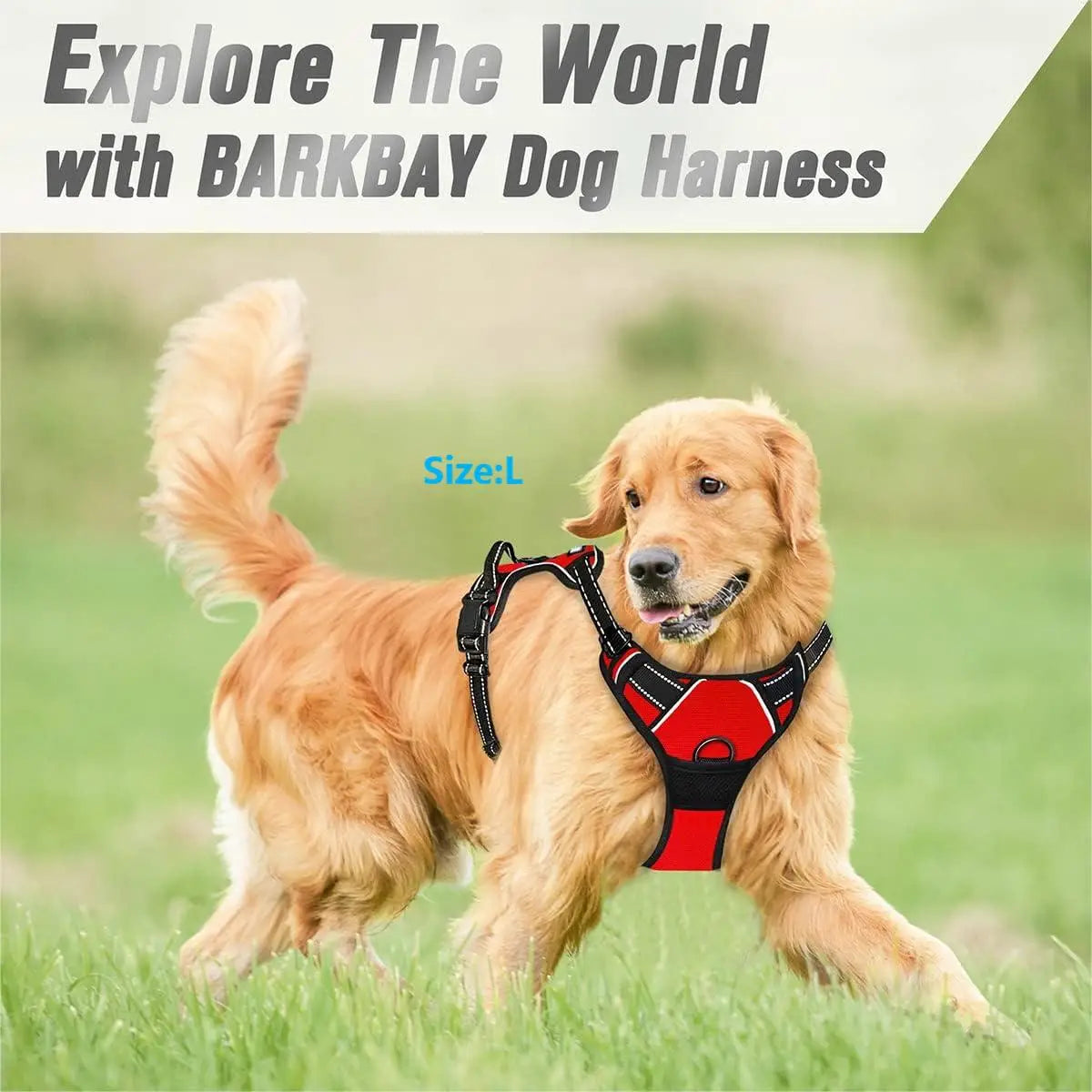 Köpek Göğüs Tasması 78958