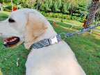 Köpek Tasması İsimli 45863