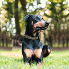 Köpek Tasması isimli Deri Tasma 43874