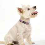 İsimli Deri Köpek Tasması 54377