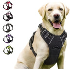 Köpek Göğüs Tasması 78958