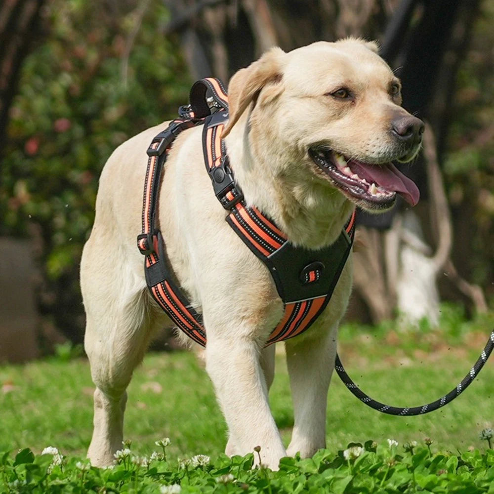 Köpek Göğüs Tasması 07068