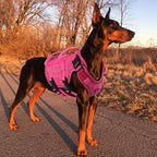 Köpek Göğüs Tasması 54984